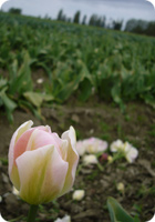 tulip_2.jpg